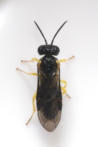 Aneugmenus coronatus